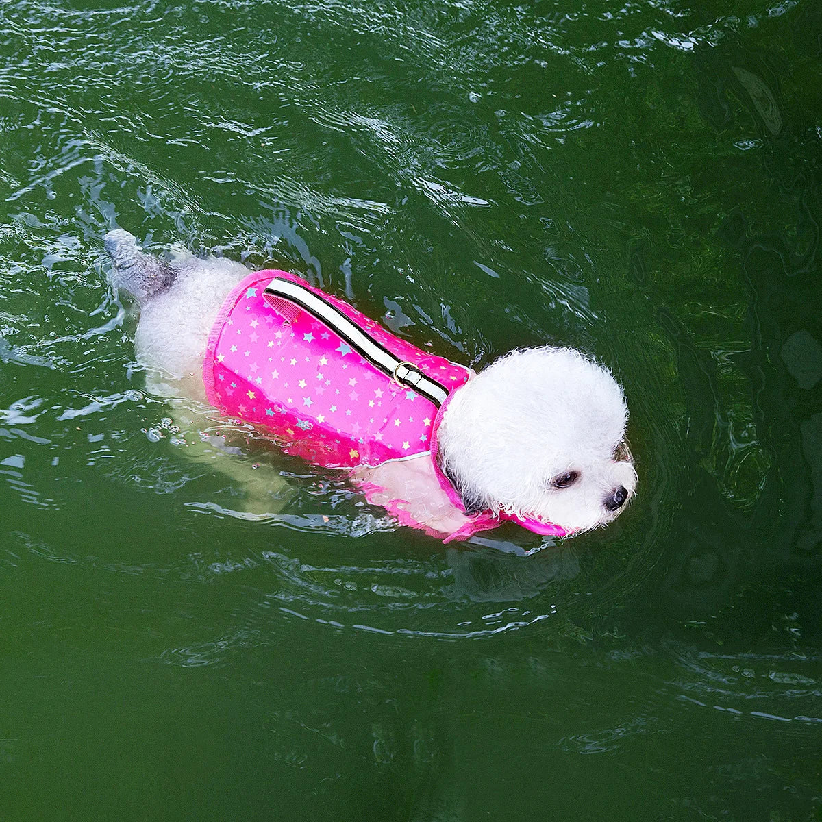 PawStormFloat